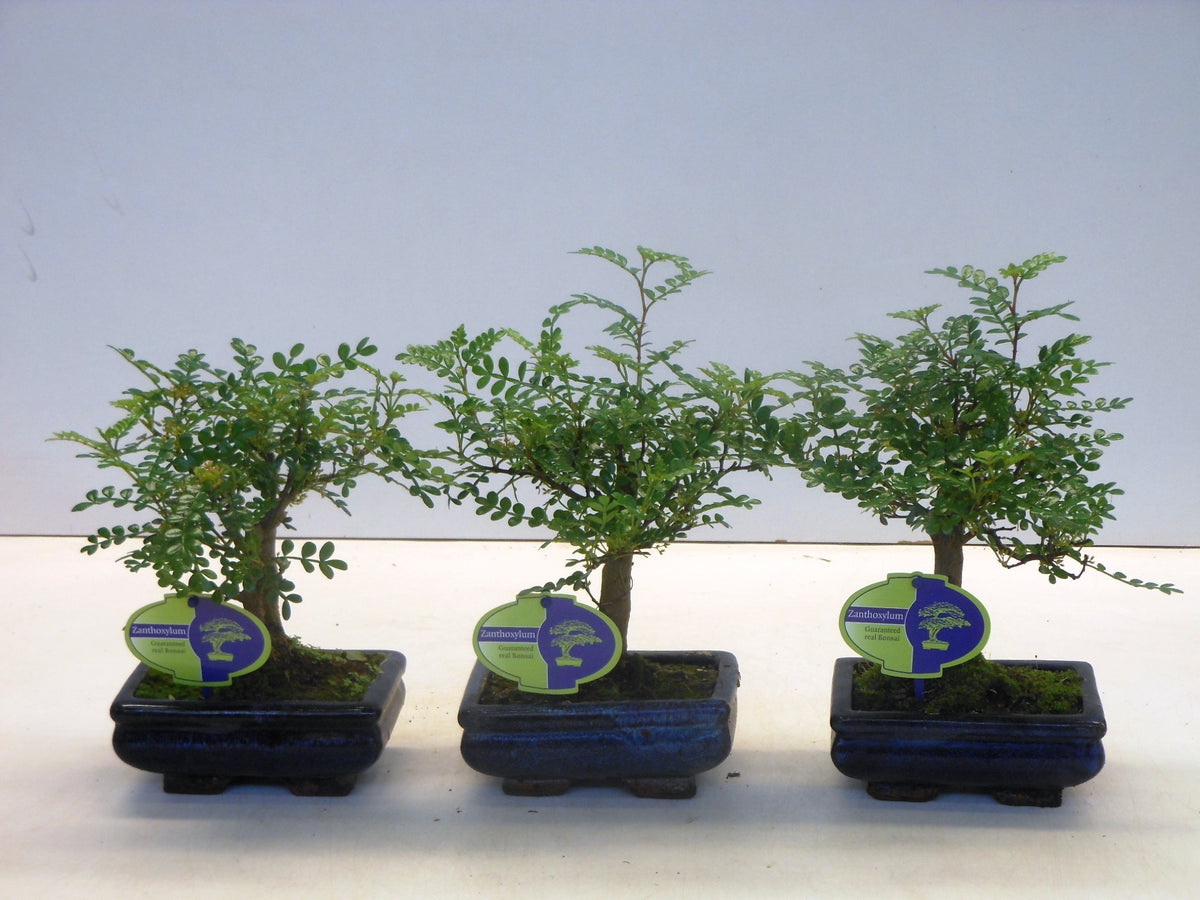 Zanthoxylum piperitum 25cm 15cm Pot