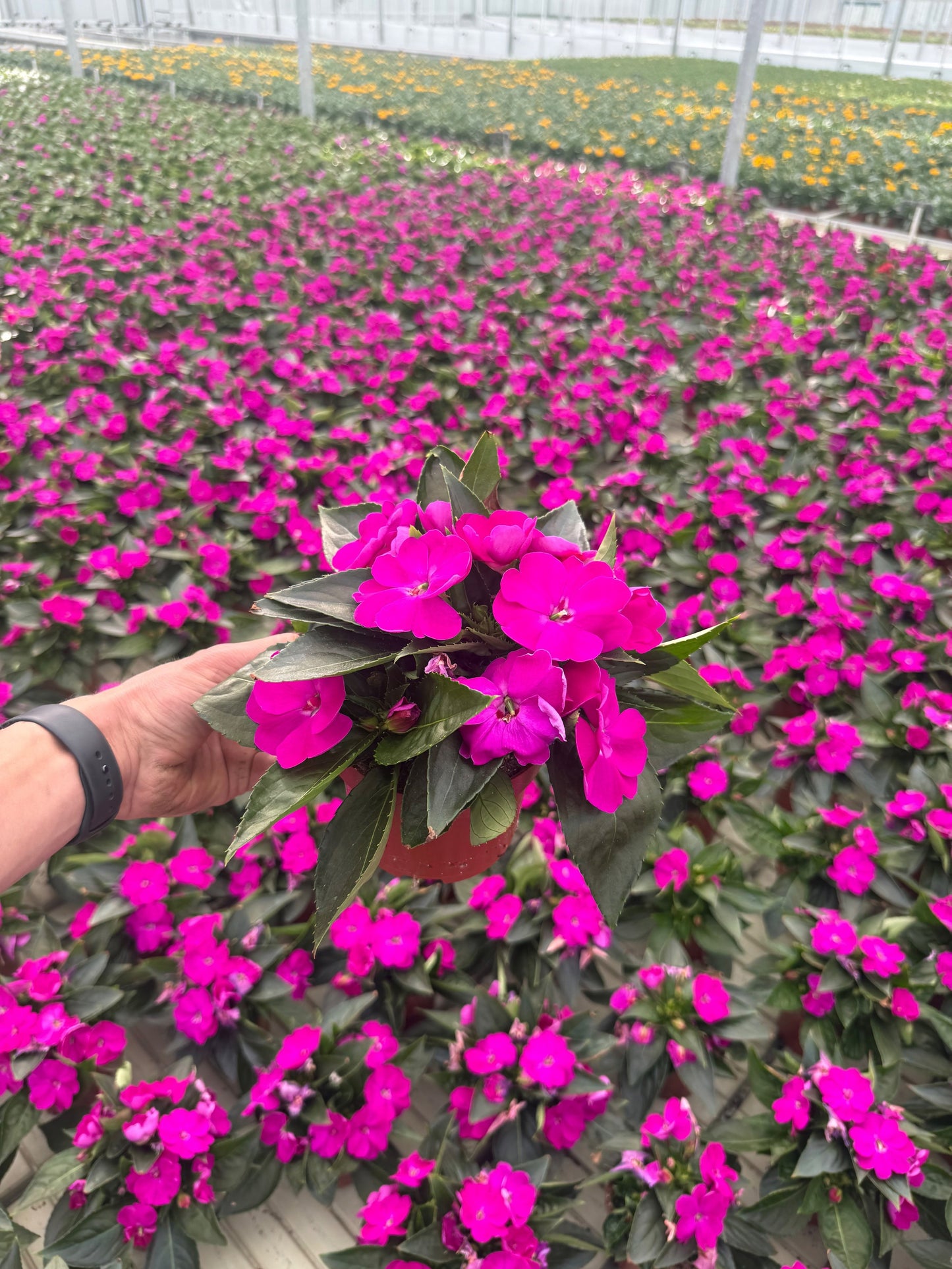 Impatiens Sunpatiens Purple 25cm 13cm Pot