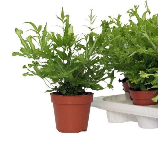 Pteris Mayi 30cm 12cm Pot