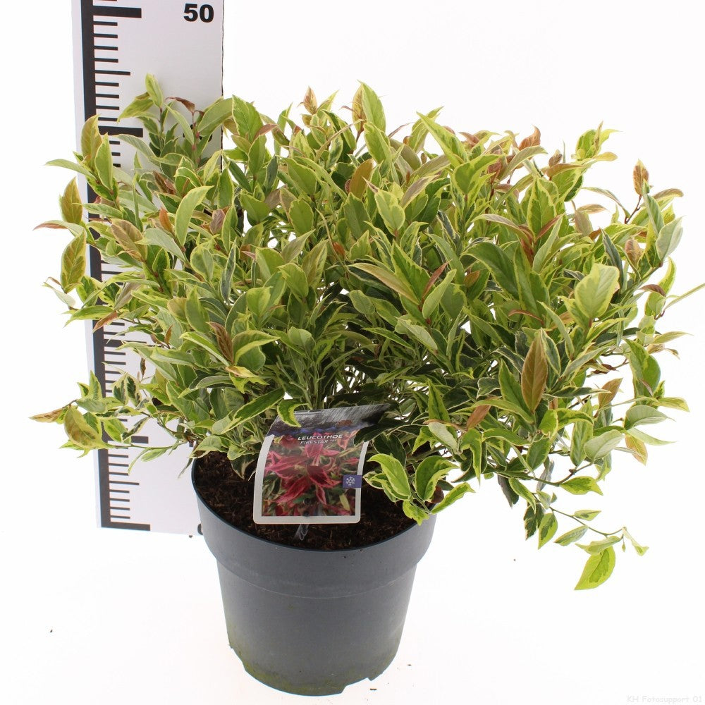 Leucothoe axillaris 30cm 23cm Pot