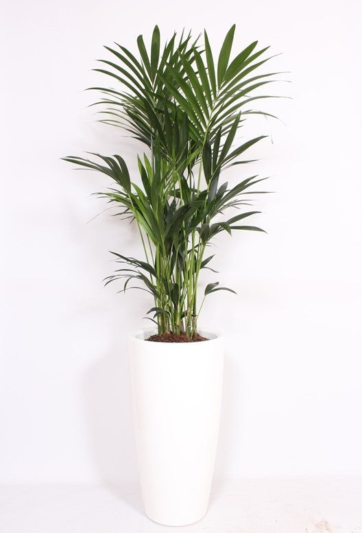 Howea forsteriana 200cm 40cm Pot