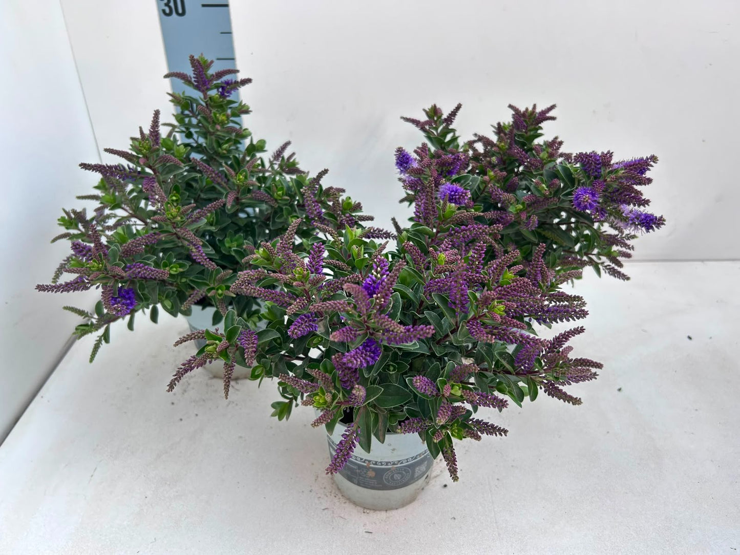 Gartenbau Janshen Gbr Hebe All Blooms purple Pack of 10