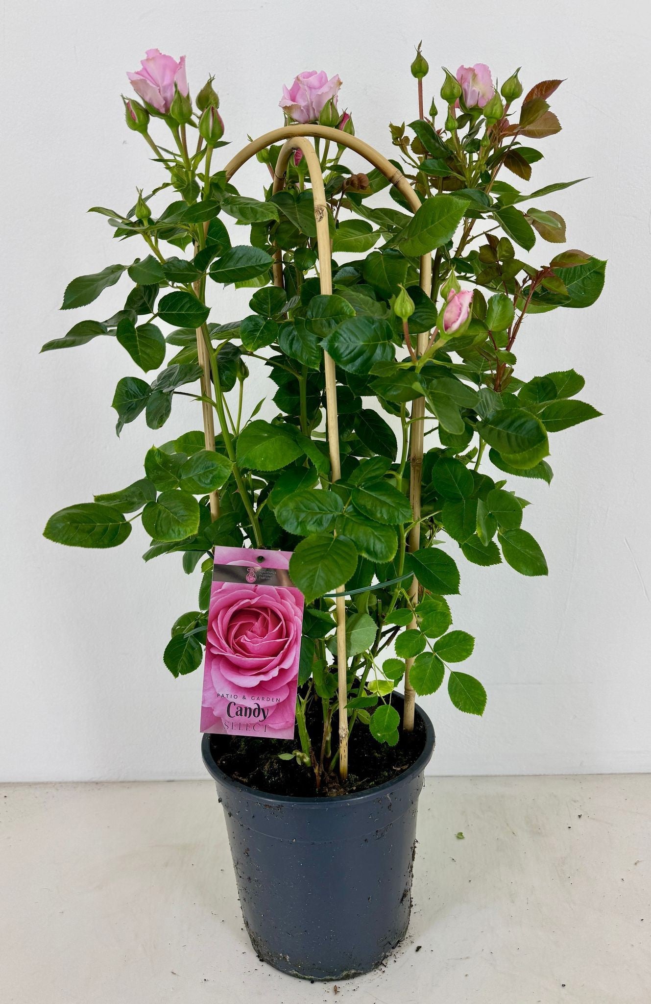 Rosa flor.Candy Select 75cm 22cm Pot
