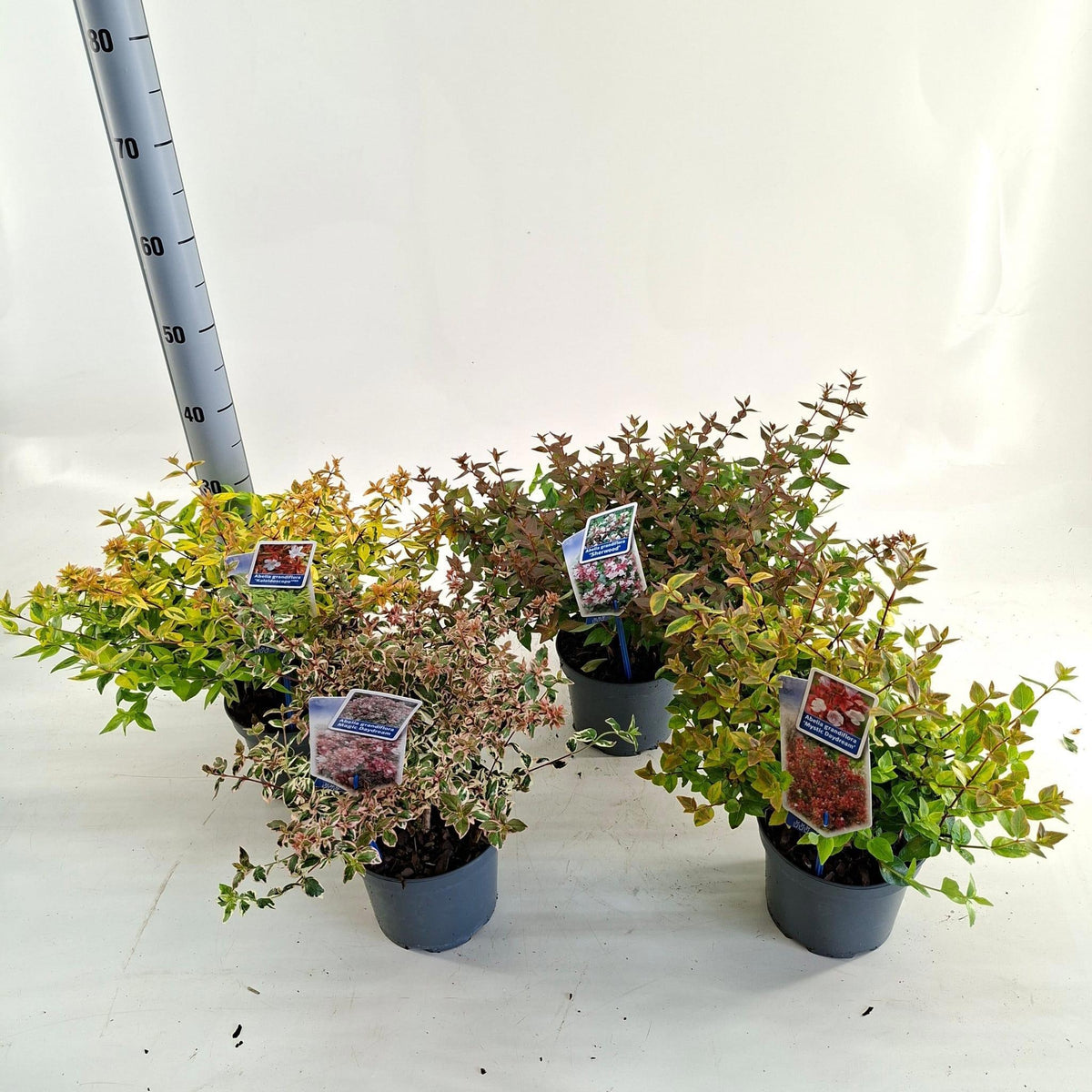Abelia grandiflora 20cm 17cm Pot