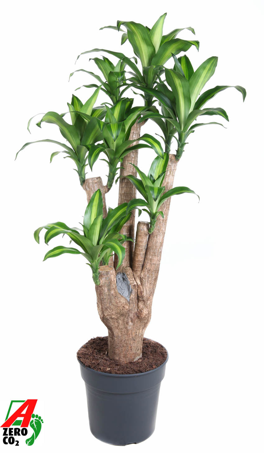 Dracaena frag. Massangeana 140cm 31cm Pot