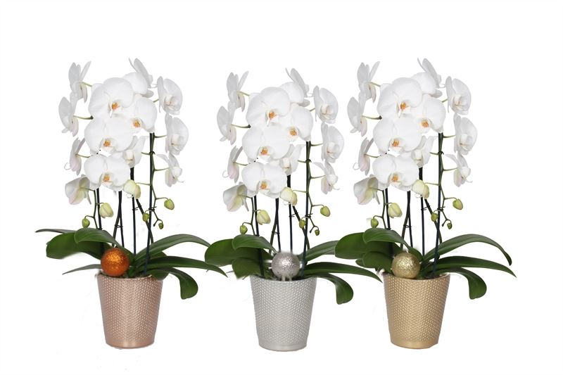 Phalaenopsis white 55cm 12cm Pot
