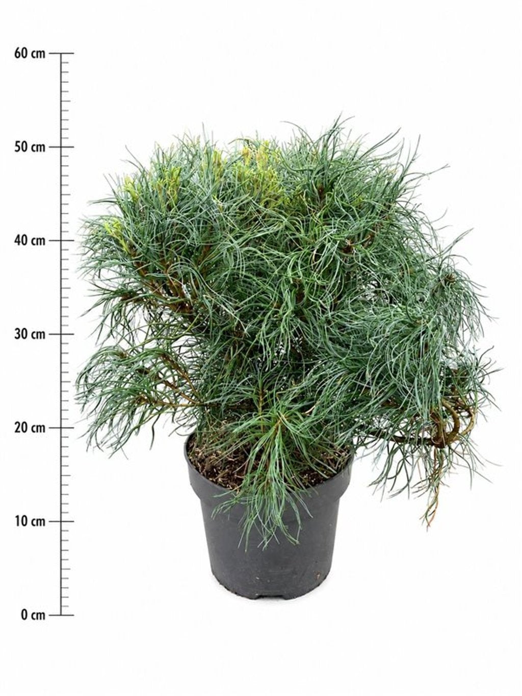 Pinus hybrid 50cm 23cm Pot