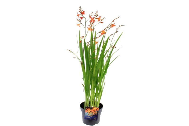 Crocosmia masonorum 100cm 27cm Pot