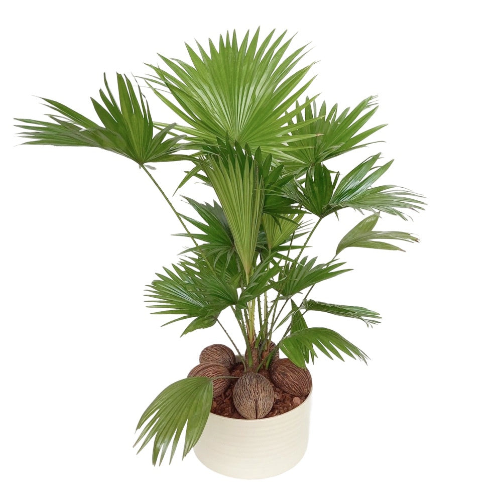 Livistona rotundifolia 60cm 26cm Pot