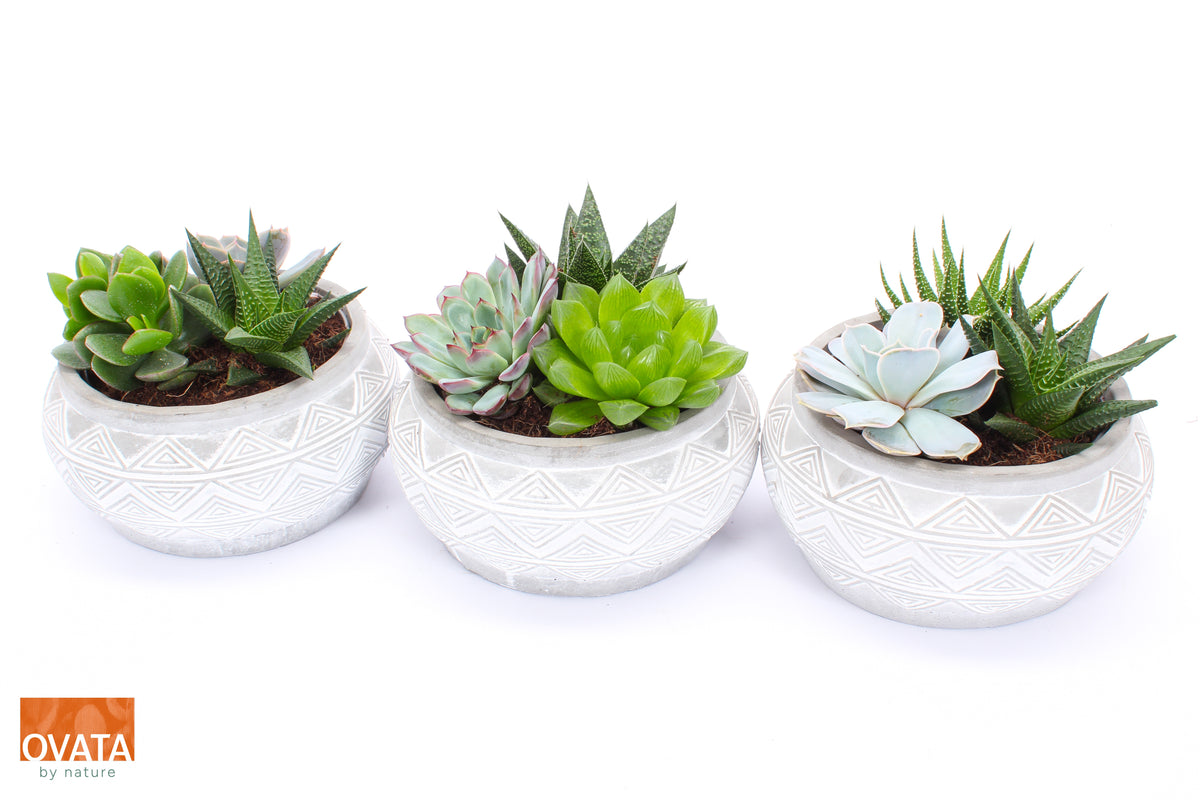 Succulenten mix (+ drp.Marrakesh) 12cm 18cm Pot