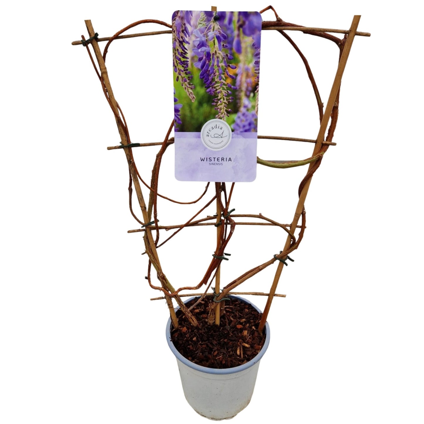 Wisteria sinensis 50cm 17cm Pot