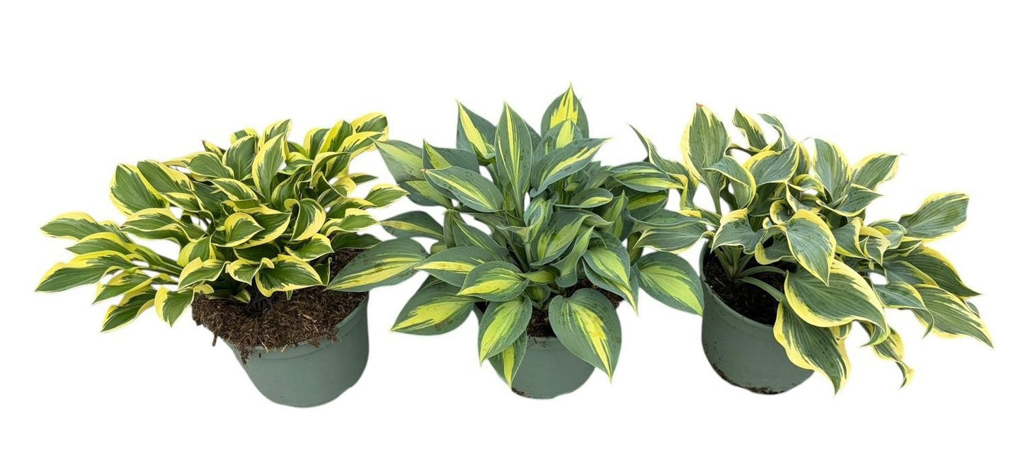 Woudenberg, VOF Gebr. van Hosta mix trolley Pack of 1