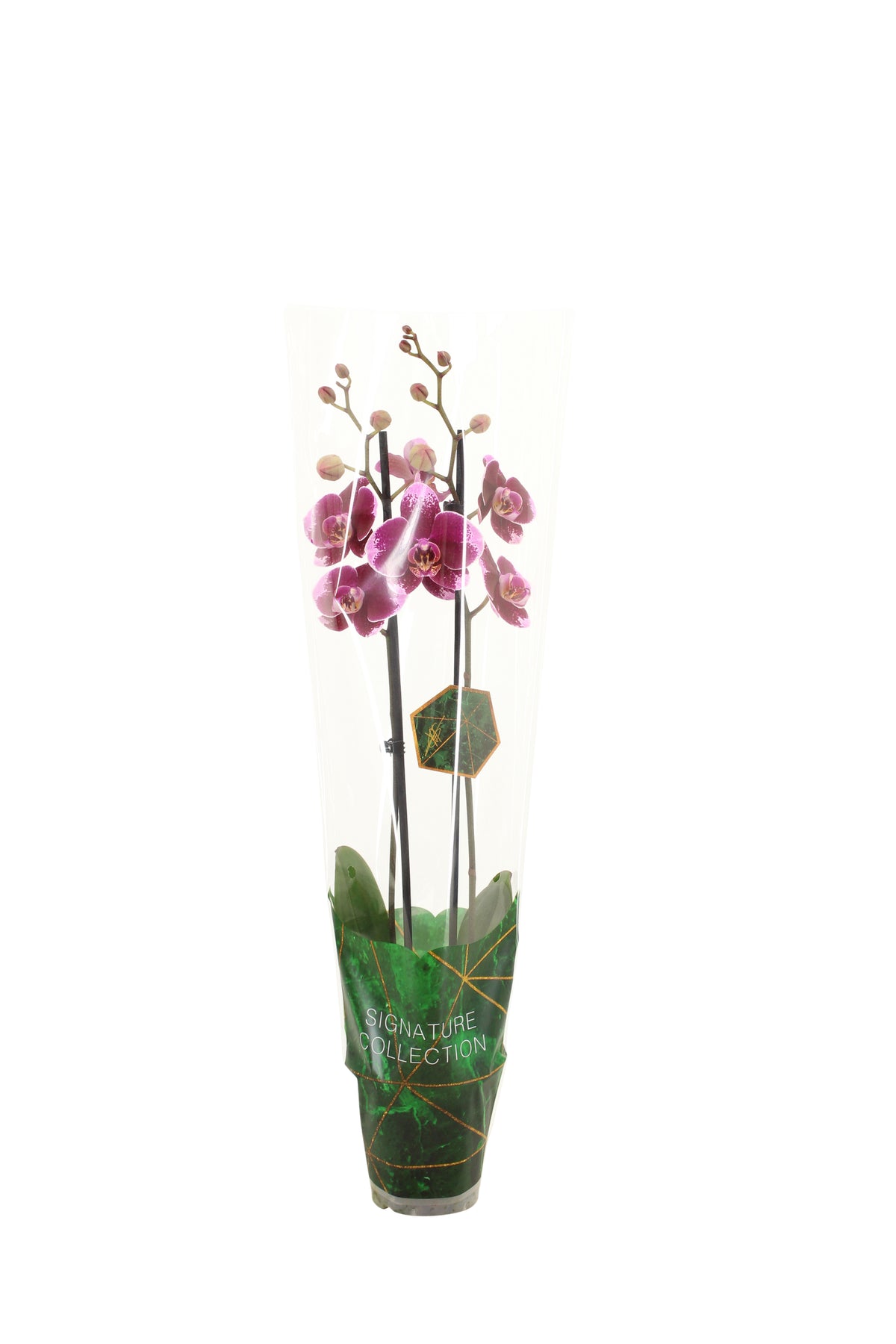 Phalaenopsis purple 60cm 12cm Pot