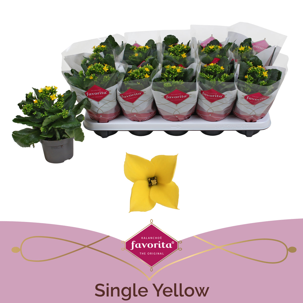Kalanchoe Solana yellow 22cm 10.5cm Pot