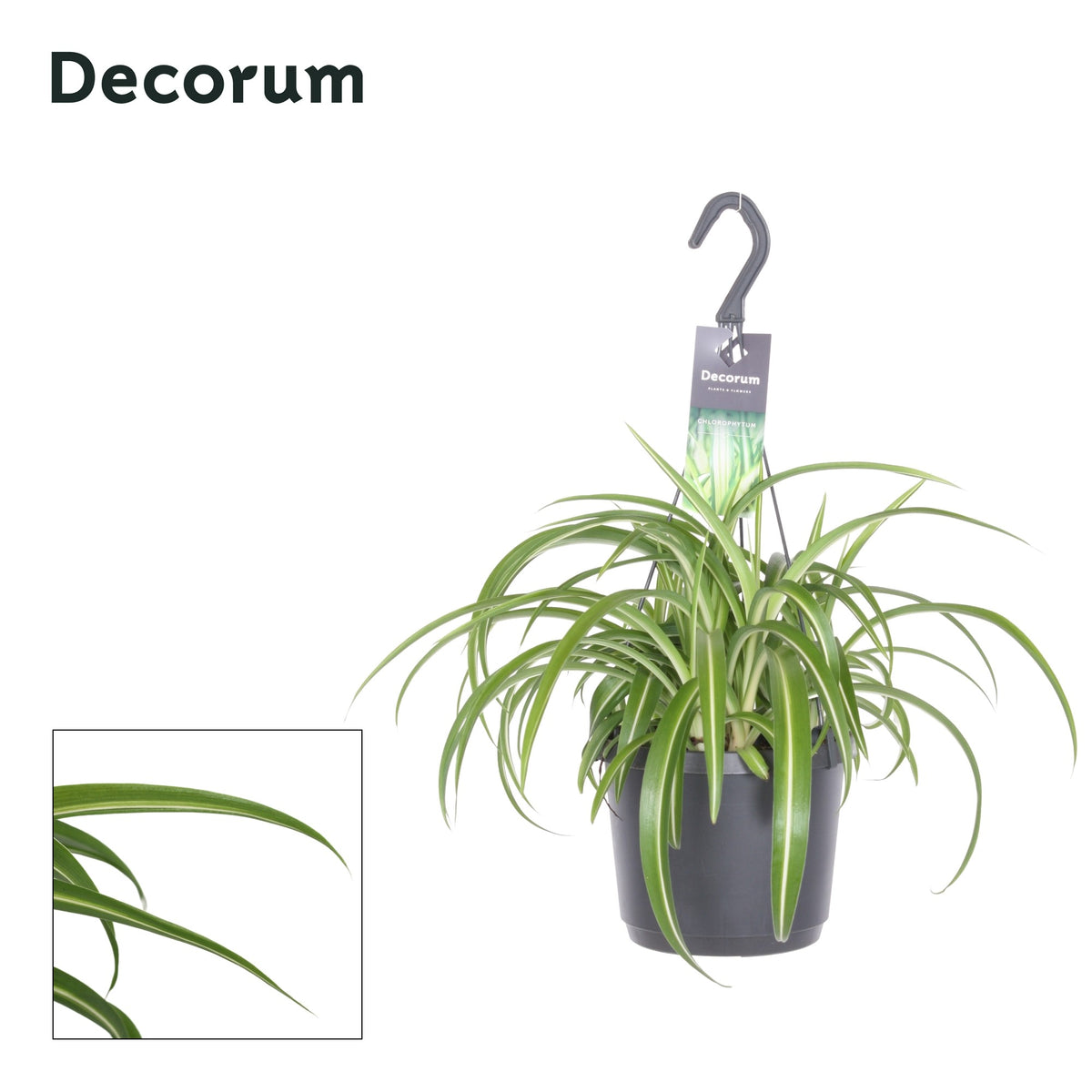 Chlorophytum Bonnie 35cm 17cm Pot