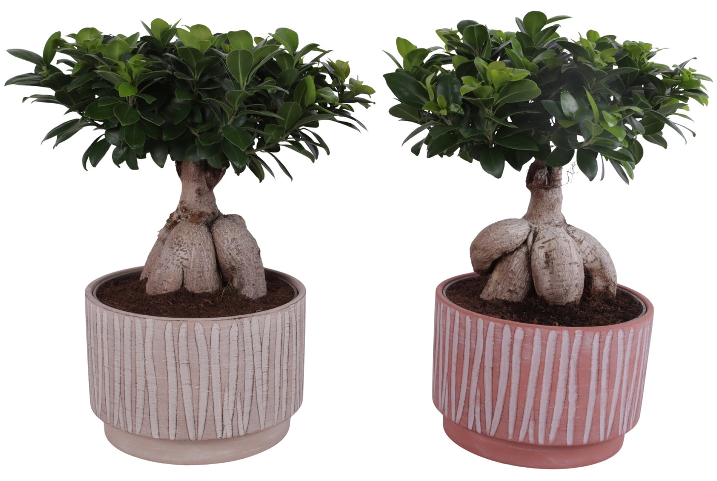 Ficus Ginseng 50cm 26cm Pot