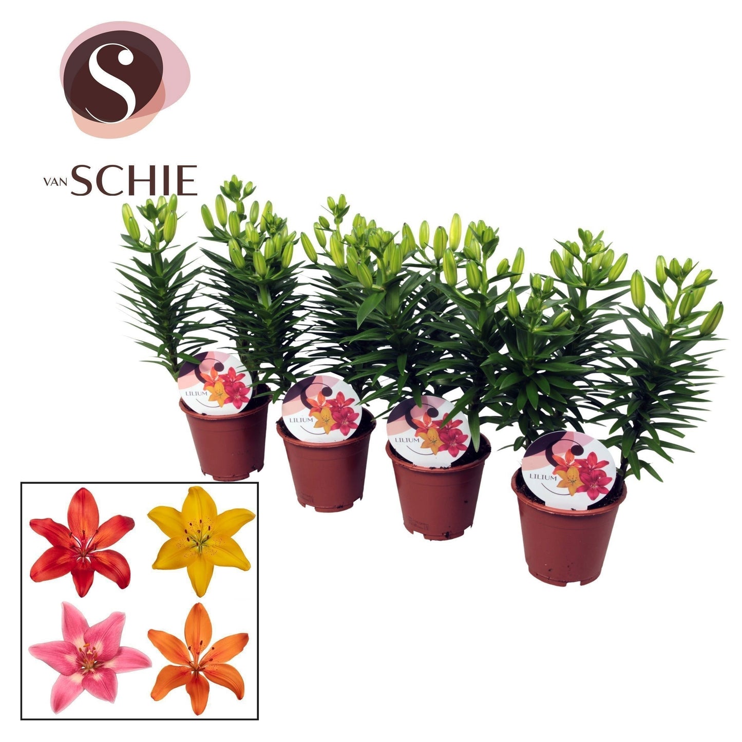 Lilium garden mix 35cm 13cm Pot