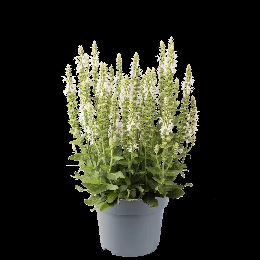 Salvia nem. Sensation White 25cm 12cm Pot