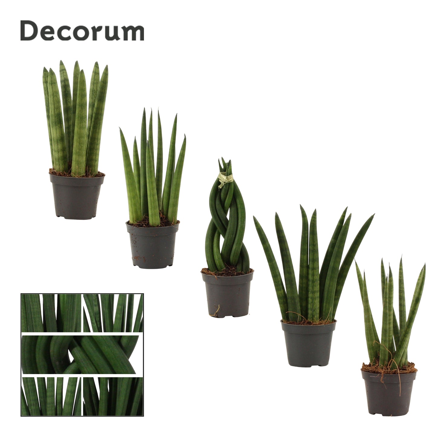 Duijn-Hove BV, kwekerij Sansevieria cylindrica mix Pack of 20