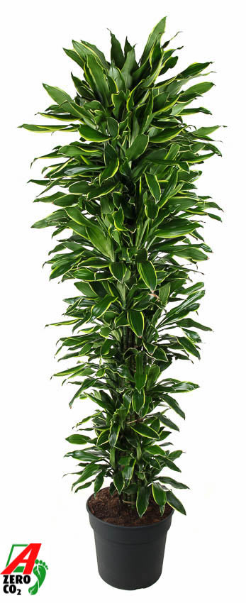 Dracaena fragrans Golden Coast branched 210cm 40cm Pot