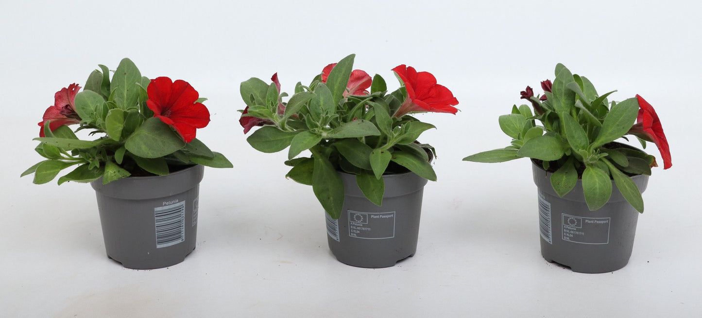 Petunia Tea Red 20cm 510cm Pot