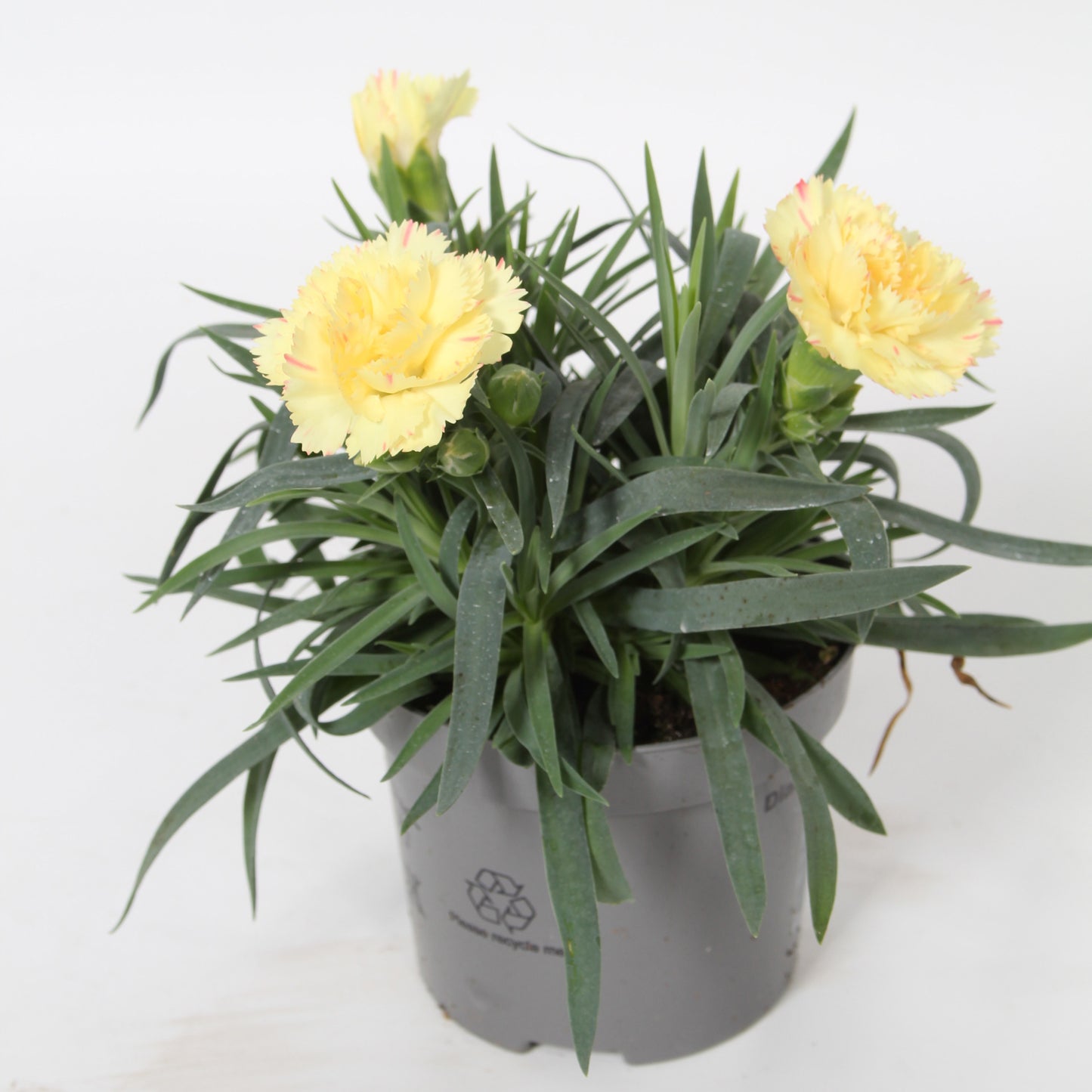 Dianthus Bling 20cm 9cm Pot