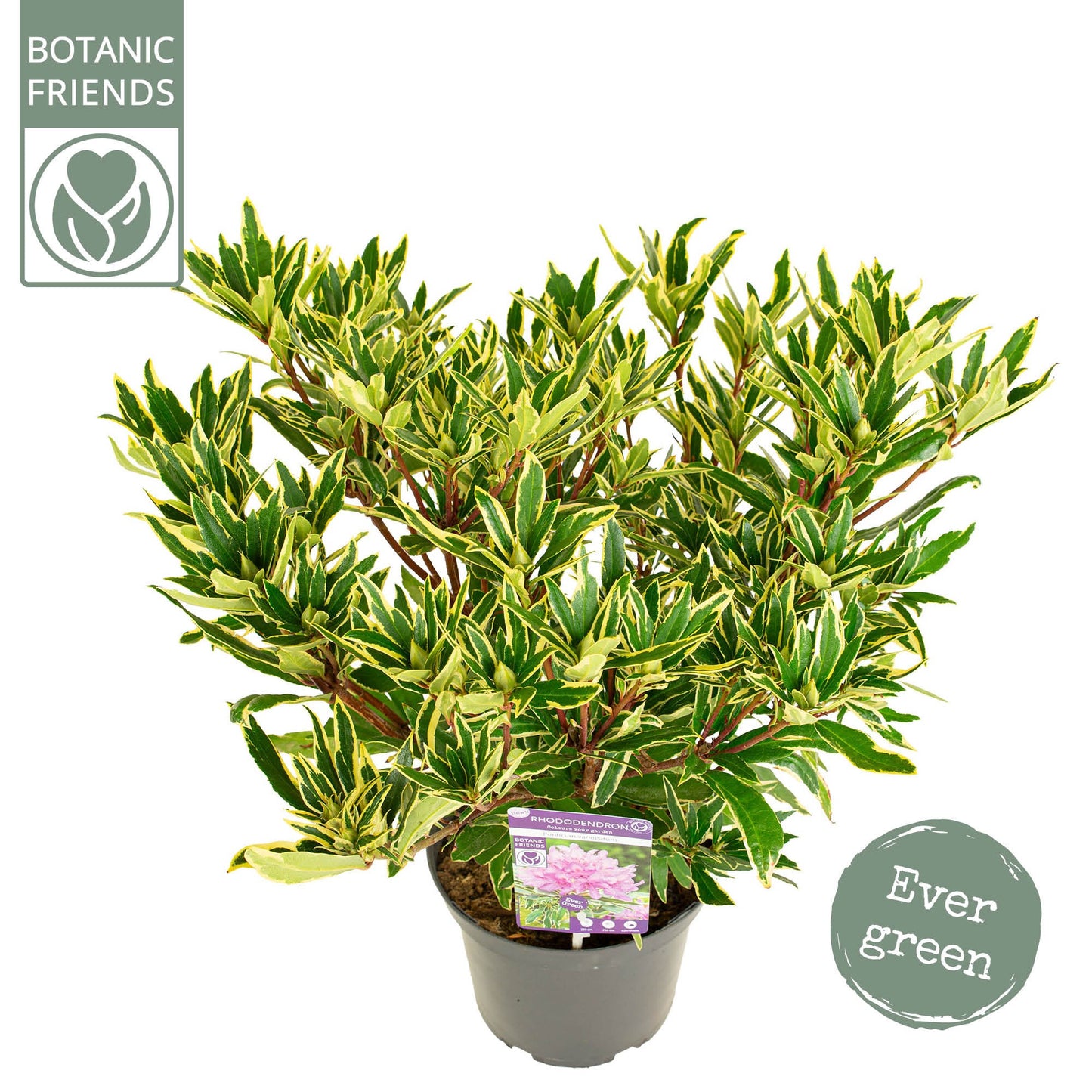 Son en Koot Plant Rhododendron ponticum Pack of 1