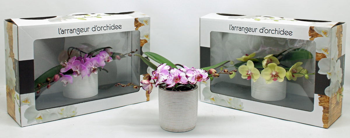 Phalaenopsis Hybrid 35cm 12cm Pot