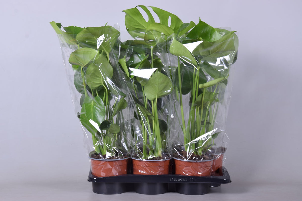Monstera deliciosa 65cm 17cm Pot