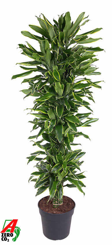 Dracaena fragrans Golden Coast branched 190cm 34cm Pot