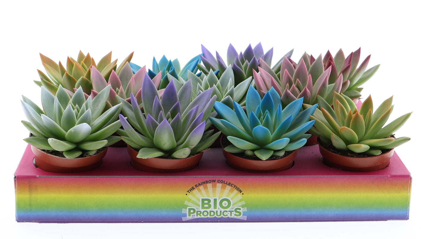 Euro Cactus Holland Bv Rainbow tips mix Pack of 11