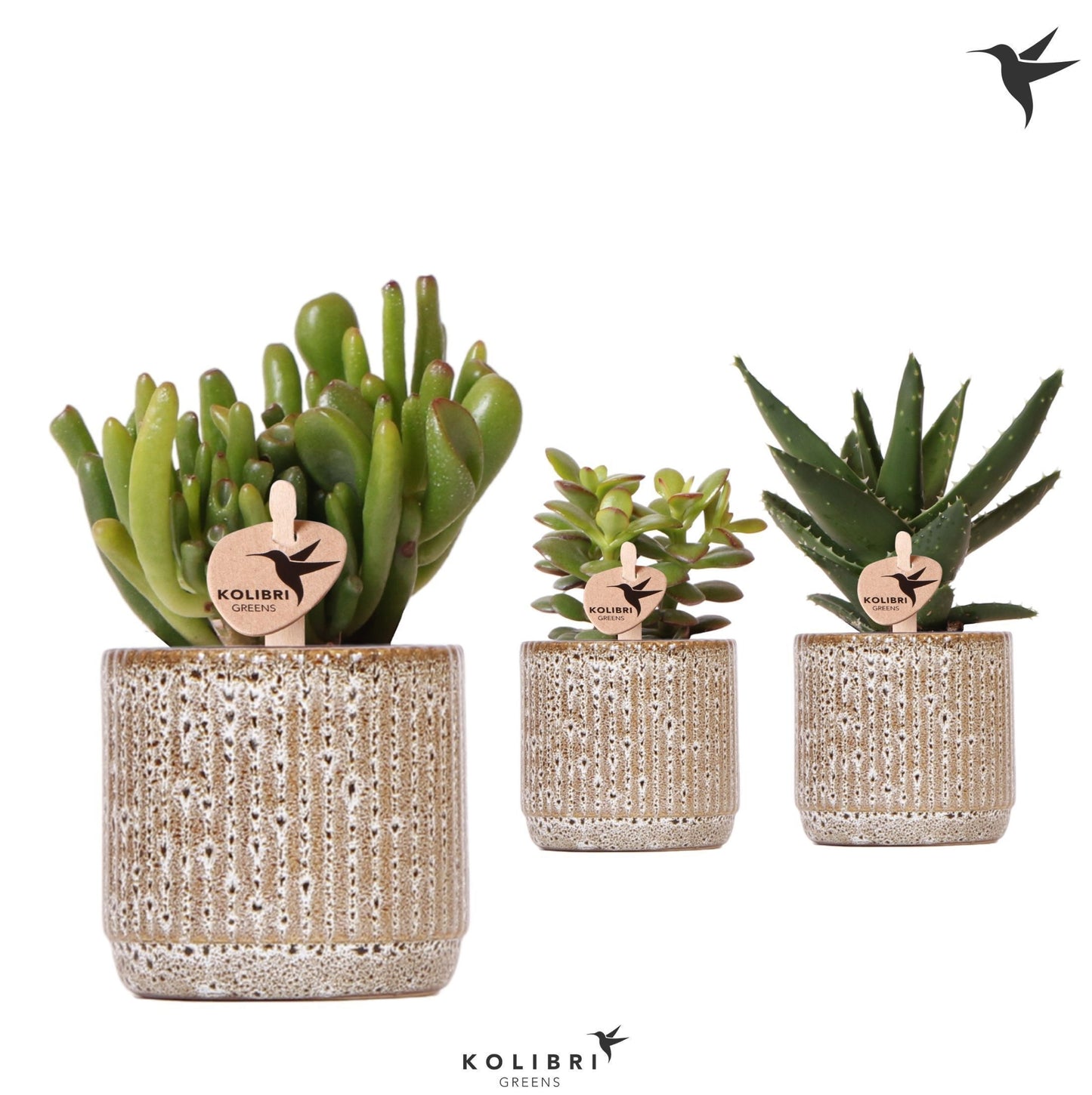 Succulent mix 14cm 6cm Pot