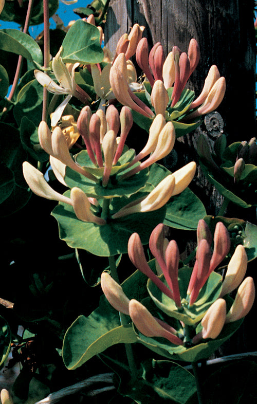 Lonicera caprifolium 65cm 15cm Pot