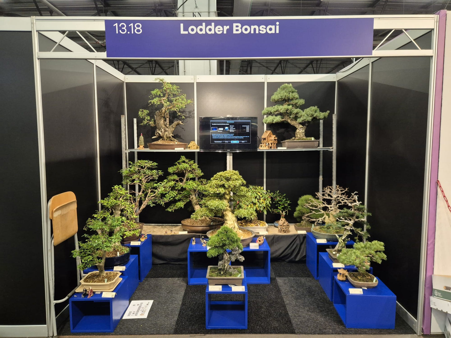 Bonsai Metasequoia Forest 75cm 31cm Pot