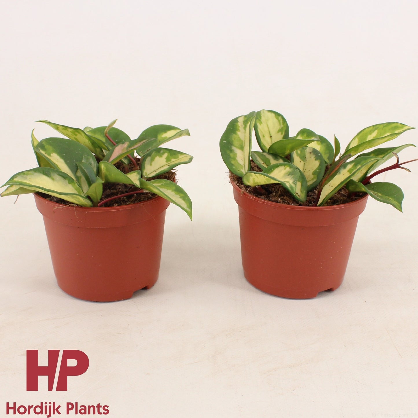 Hordijk Plants Hoya carnosa Tricolor Pack of 8