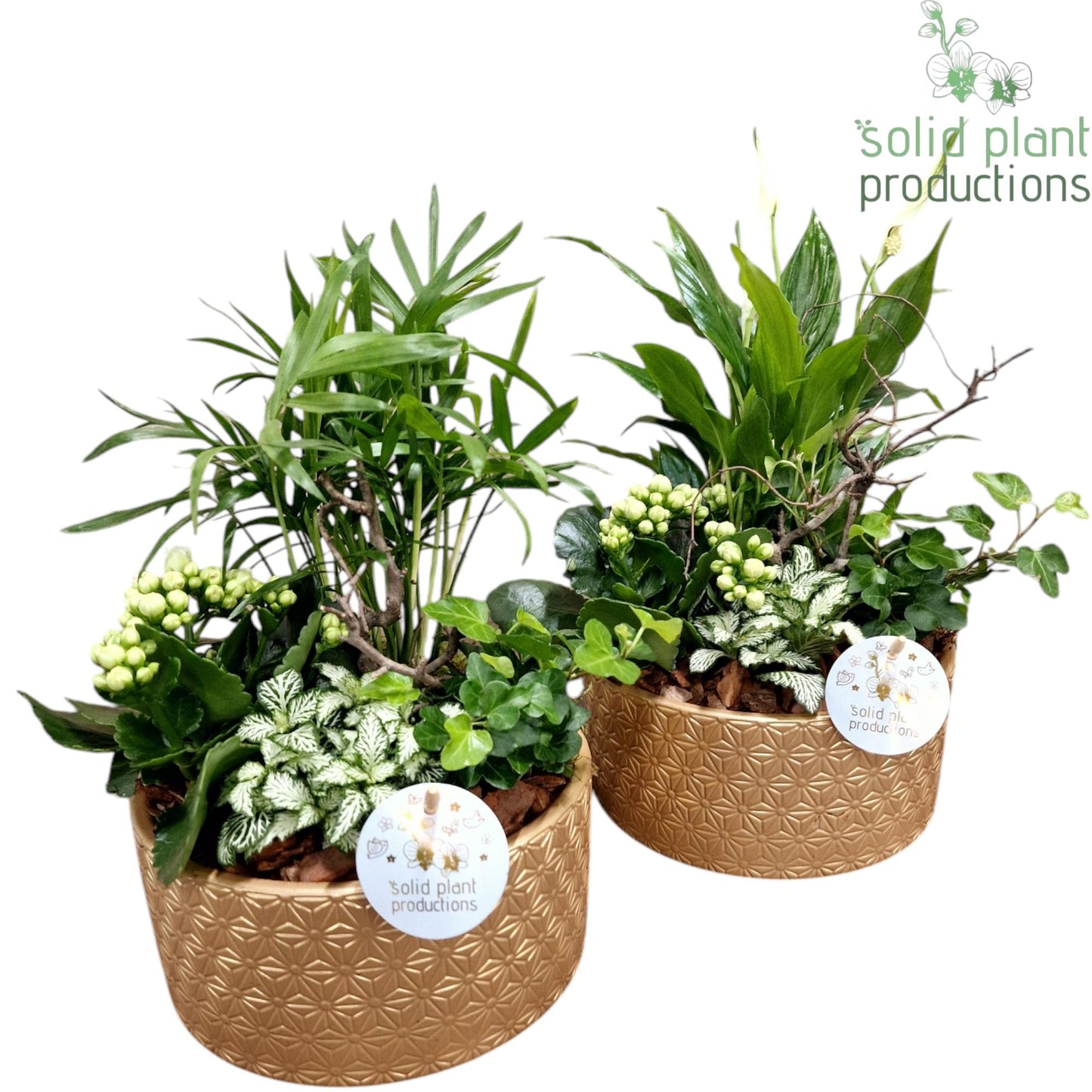 SC003 Loes Gold Mix 35cm 18cm Pot