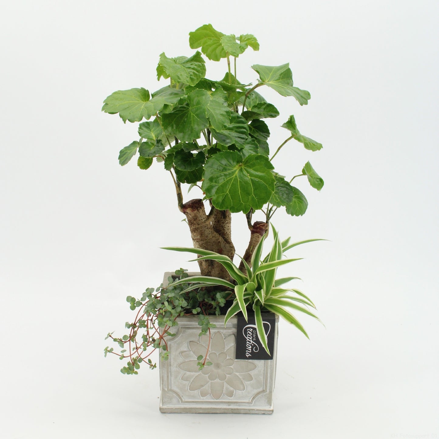 Indoor green arrangement 45cm 13cm Pot