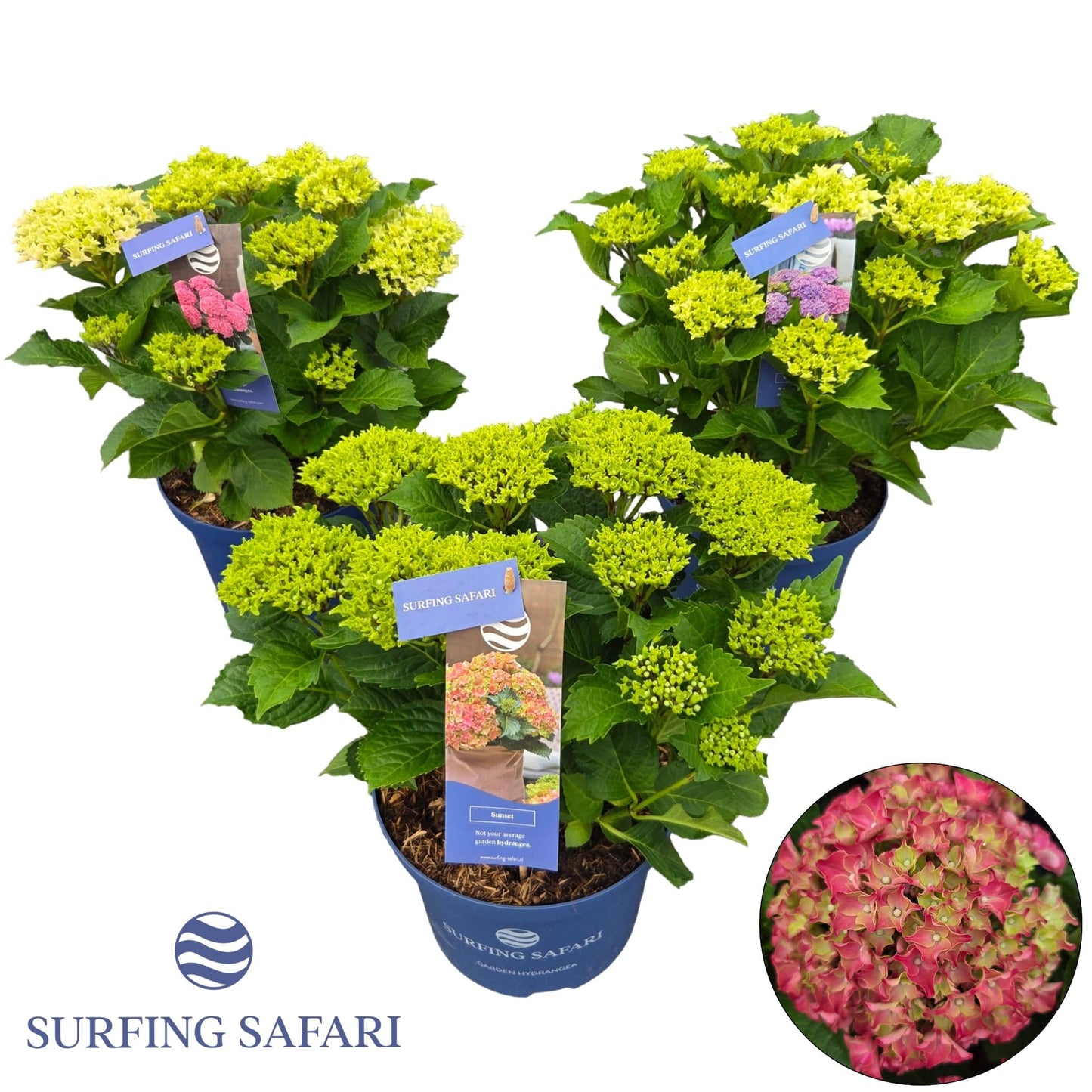 Hydr. mac. Surfing Safari mix 45cm 23cm Pot