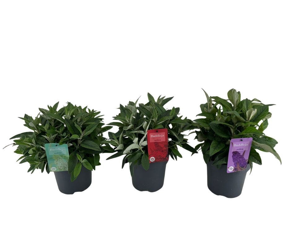 Buddleja Butterfly Candy mix 60cm 19cm Pot