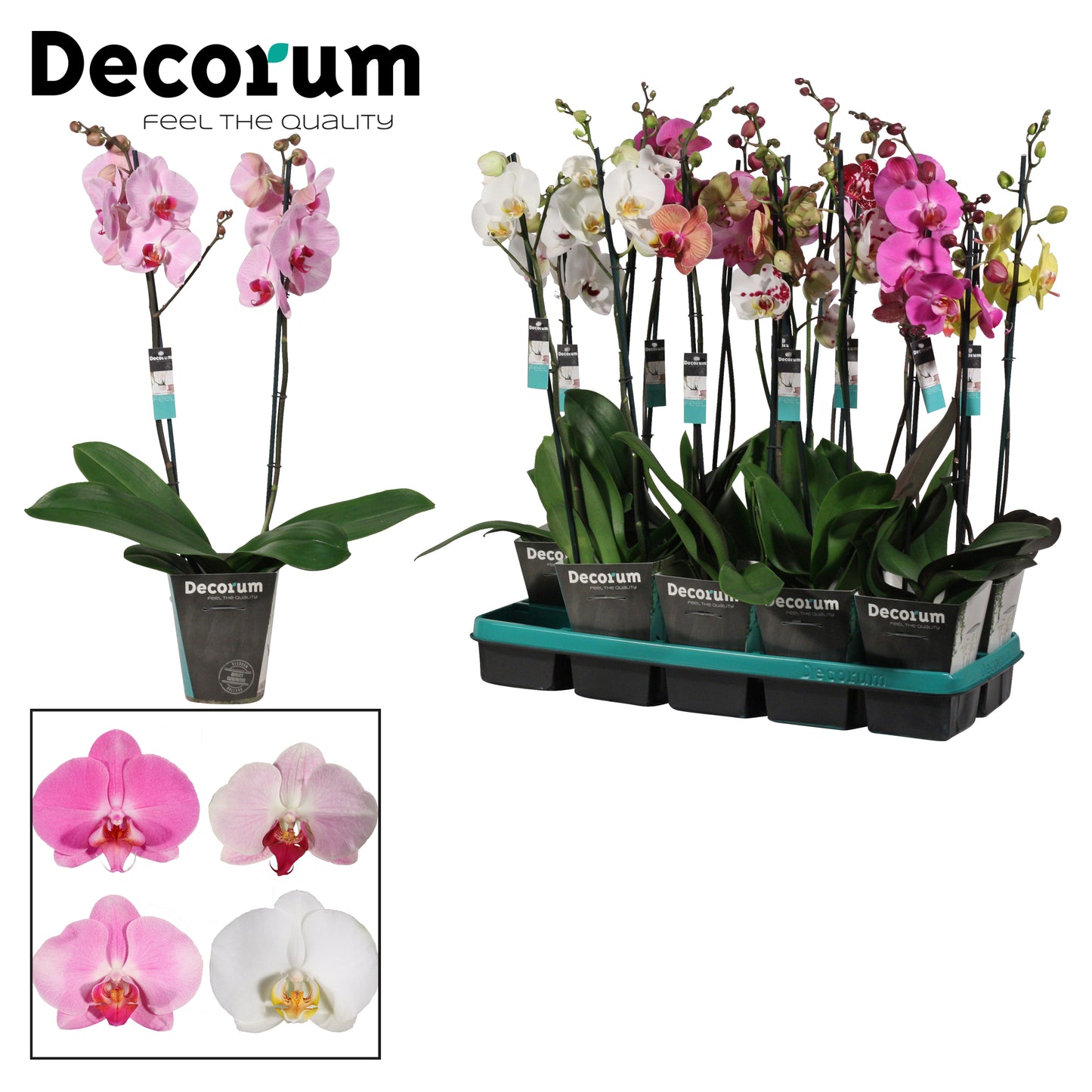 Phalaenopsis mix Decorum 75cm 12cm Pot
