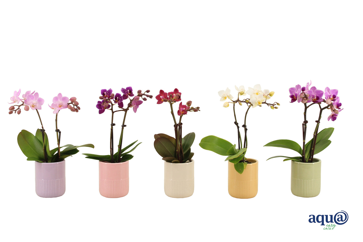 Phalaenopsis hybrid 17cm 6cm Pot