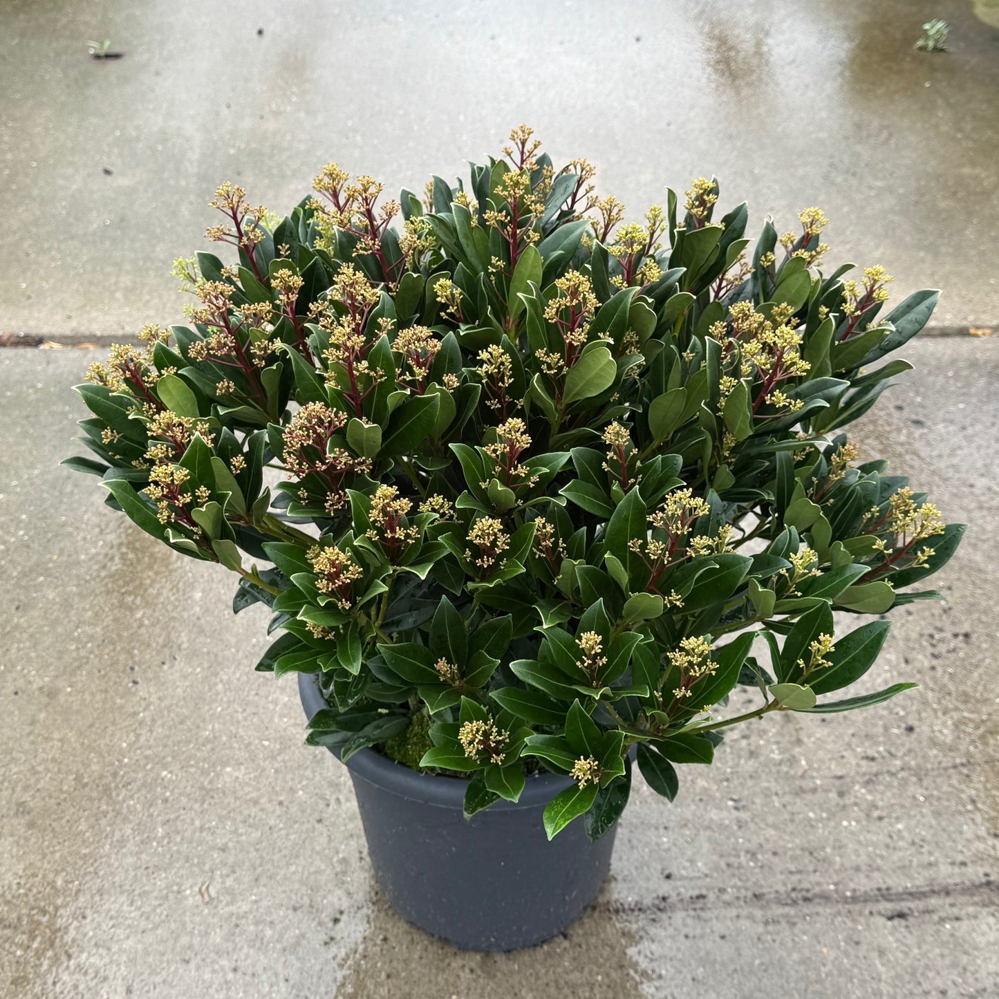 Skimmia japonica Rubesta Jos 60cm 27cm Pot