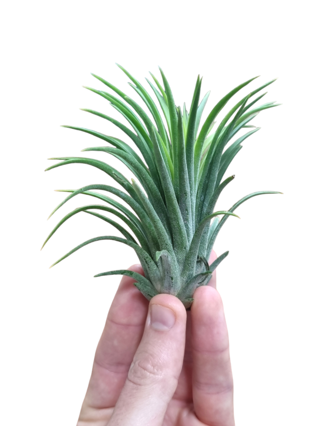 Tillandsia ionantha 8cm 8cm Pot