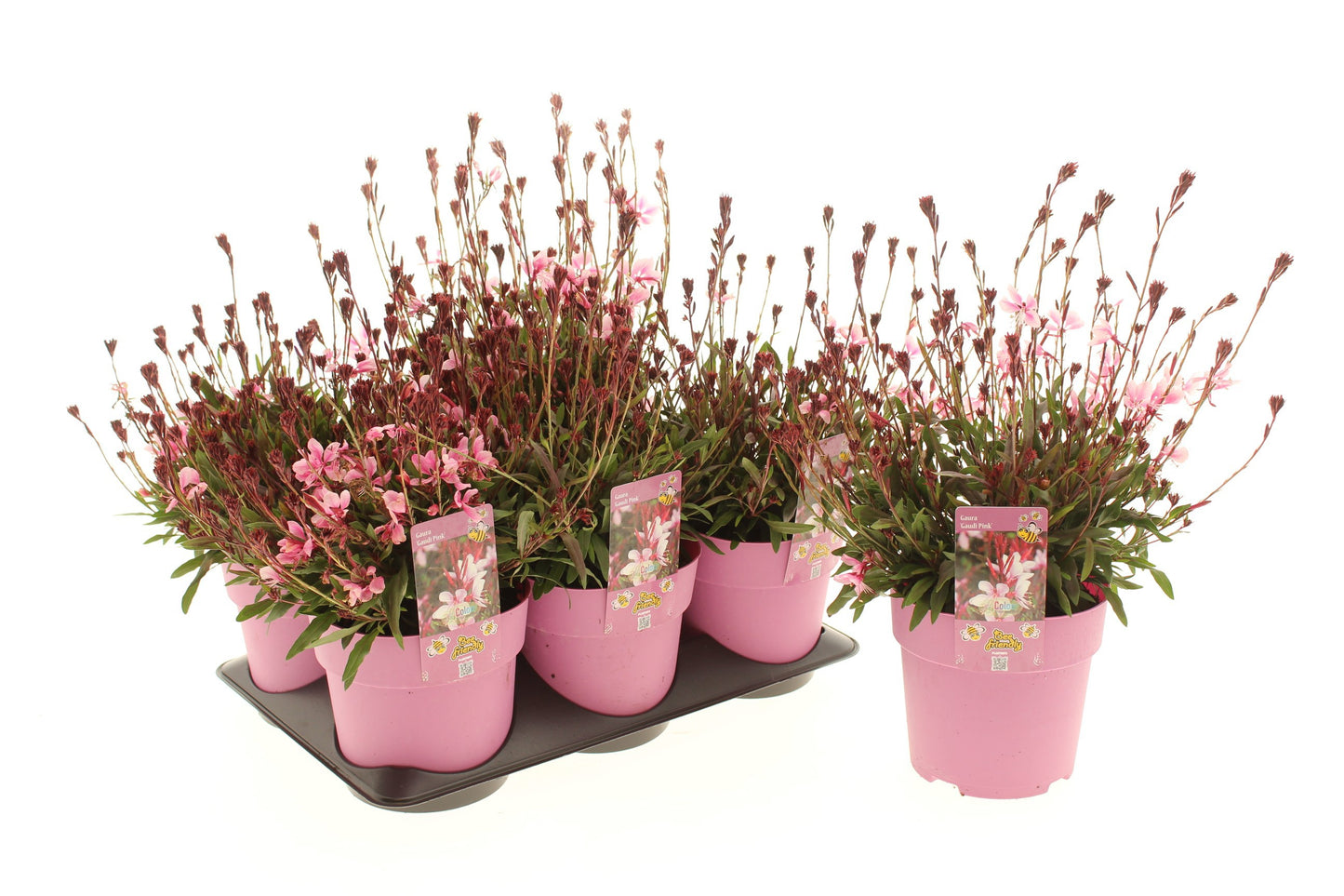 Gaura Gaudi Rose 15cm 15cm Pot