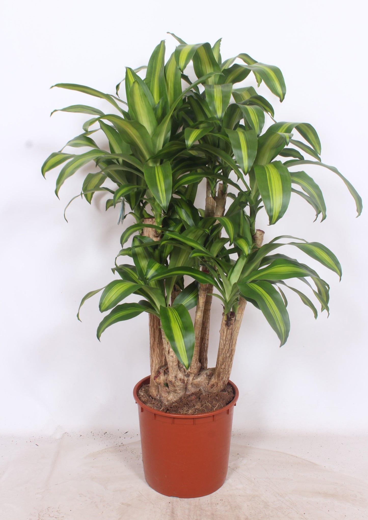 Dracaena frag. Massangeana 140cm 34cm Pot