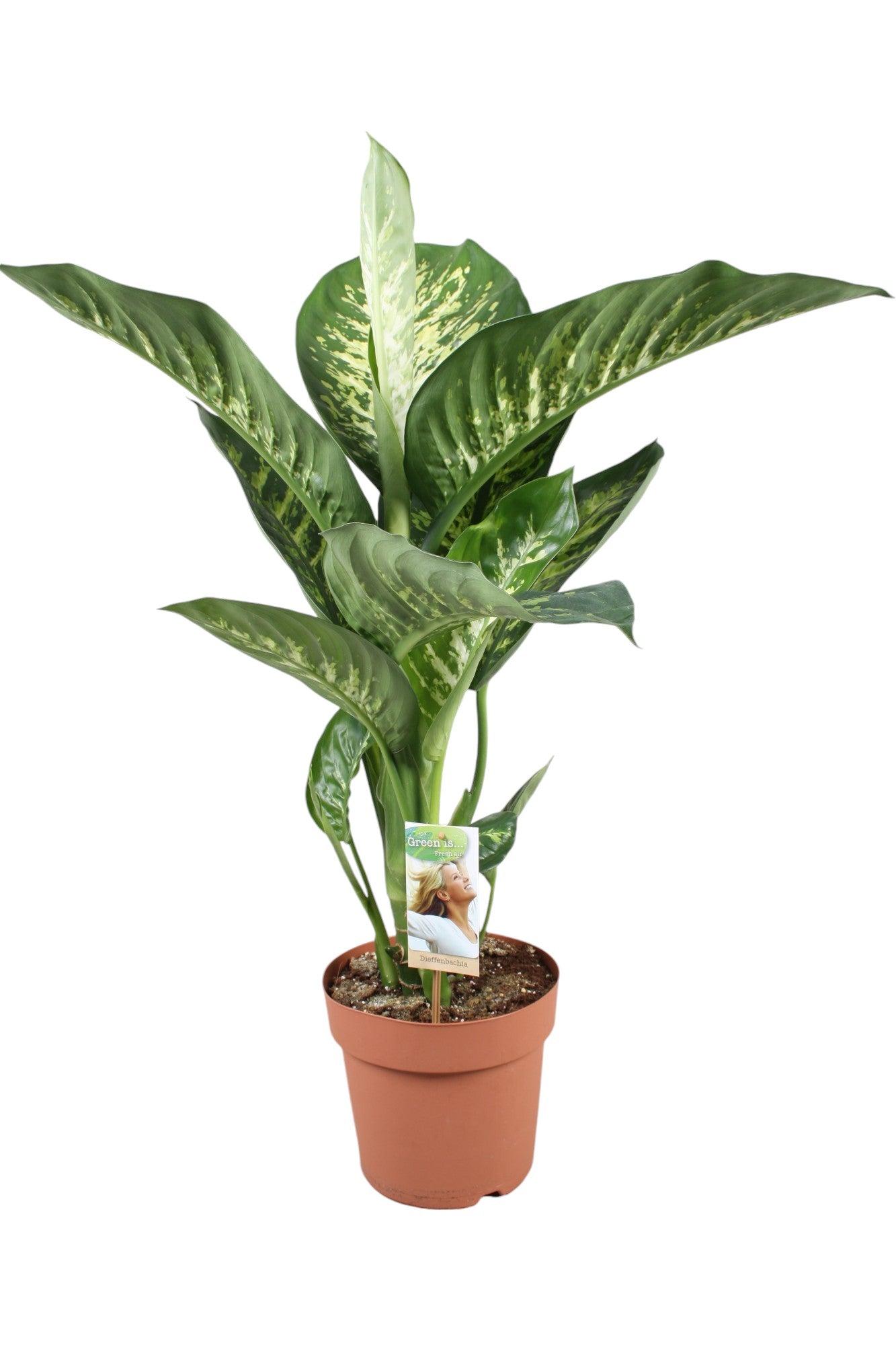 Vireo-Hedera plant BV Dieffenbachia Tropic Snow Pack of 1