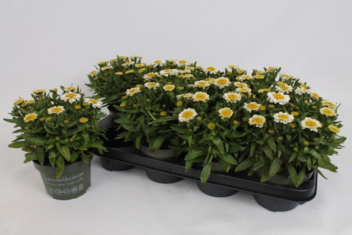 Leucanthemum Sweet Daisy Jane 25cm 13cm Pot