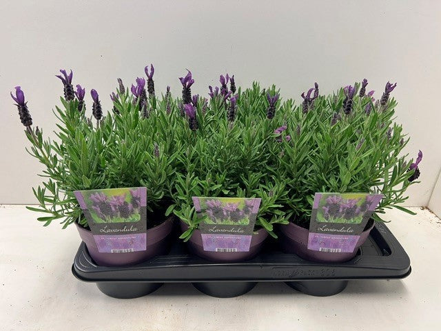Lavandula st. Great Adventure 35cm 17cm Pot