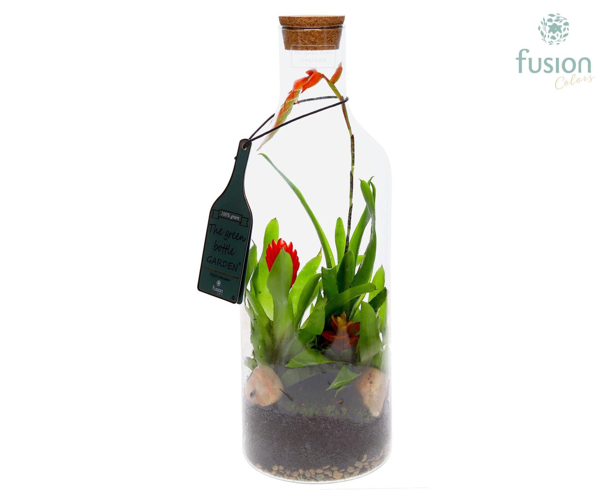 arr. Bromelia 43cm 15cm Pot