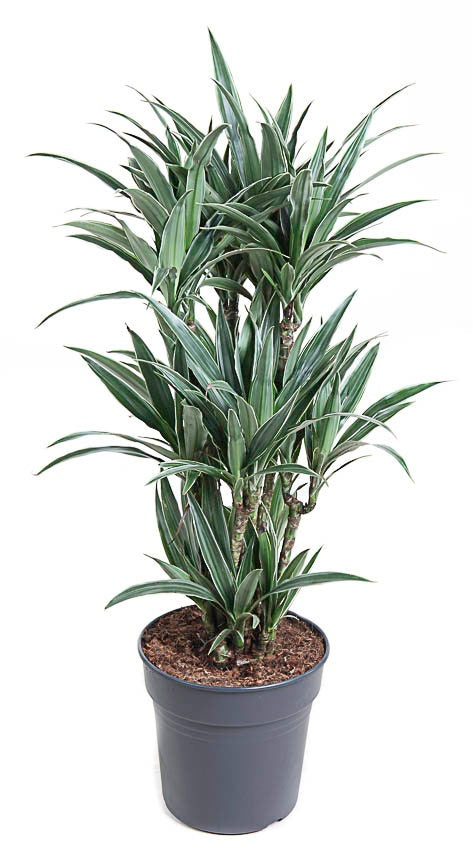 Dracaena fragrans Warneckei 110cm 27cm Pot